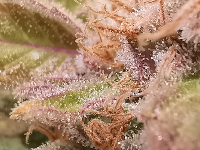 Growreport Bild 48