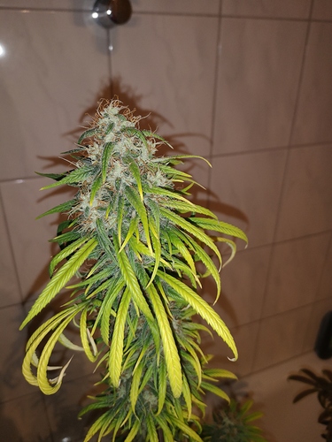 Growreport Bild 8