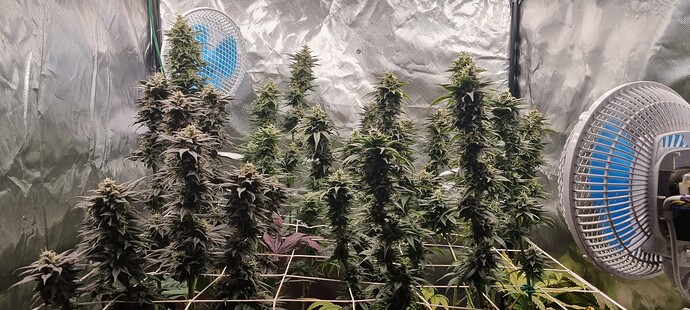 Growreport Bild 32
