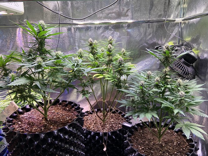 Growreport Bild 2