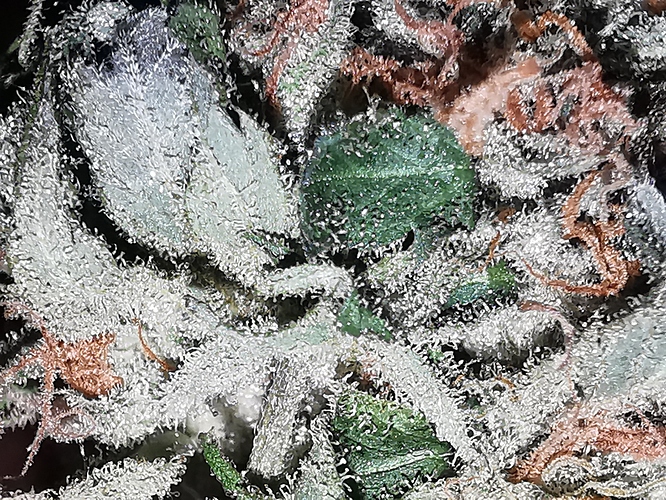 Growreport Bild 1