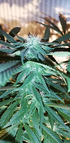 Growreport Bild 10