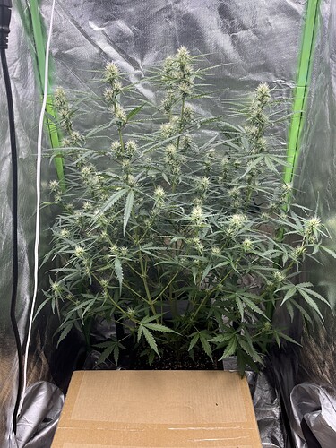 Growreport Bild 2