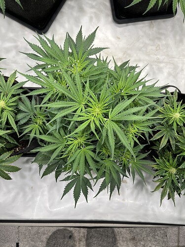 Growreport Bild 3