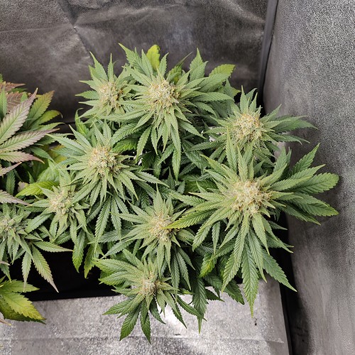 Growreport Bild 13
