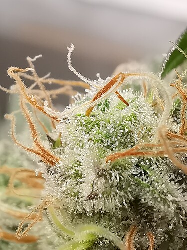 Growreport Bild 44
