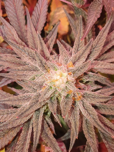 Growreport Bild 2