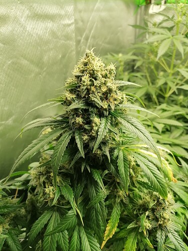 Growreport Bild 1