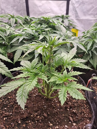 Growreport Bild 36
