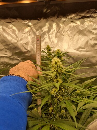 Growreport Bild 31