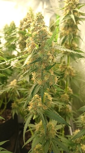 Growreport Bild 1