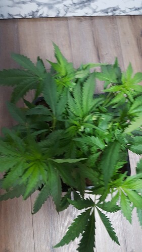 Growreport Bild 1