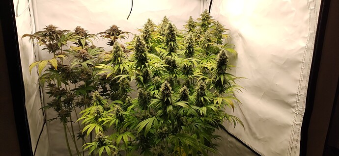 Growreport Bild 4