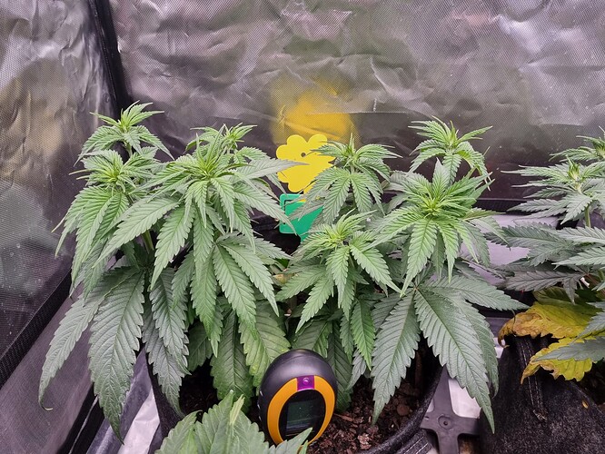 Growreport Bild 12
