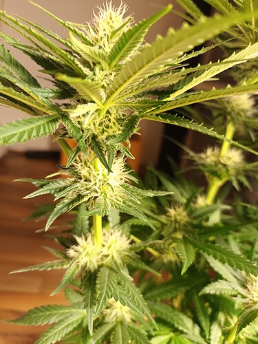 Growreport Bild 21