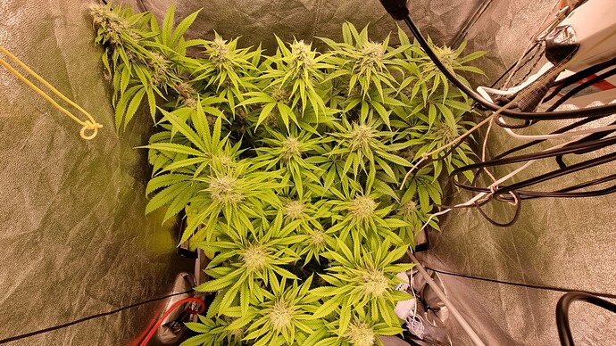 Growreport Bild 4