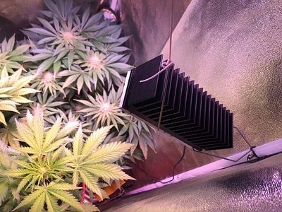 Growreport Bild 24