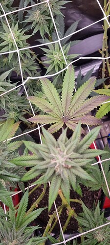 Growreport Bild 33