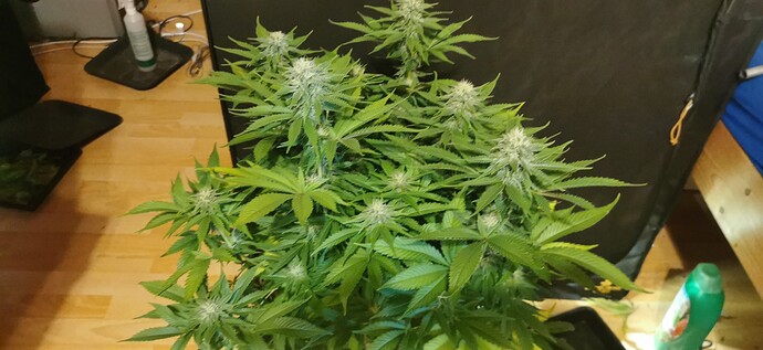 Growreport Bild 5