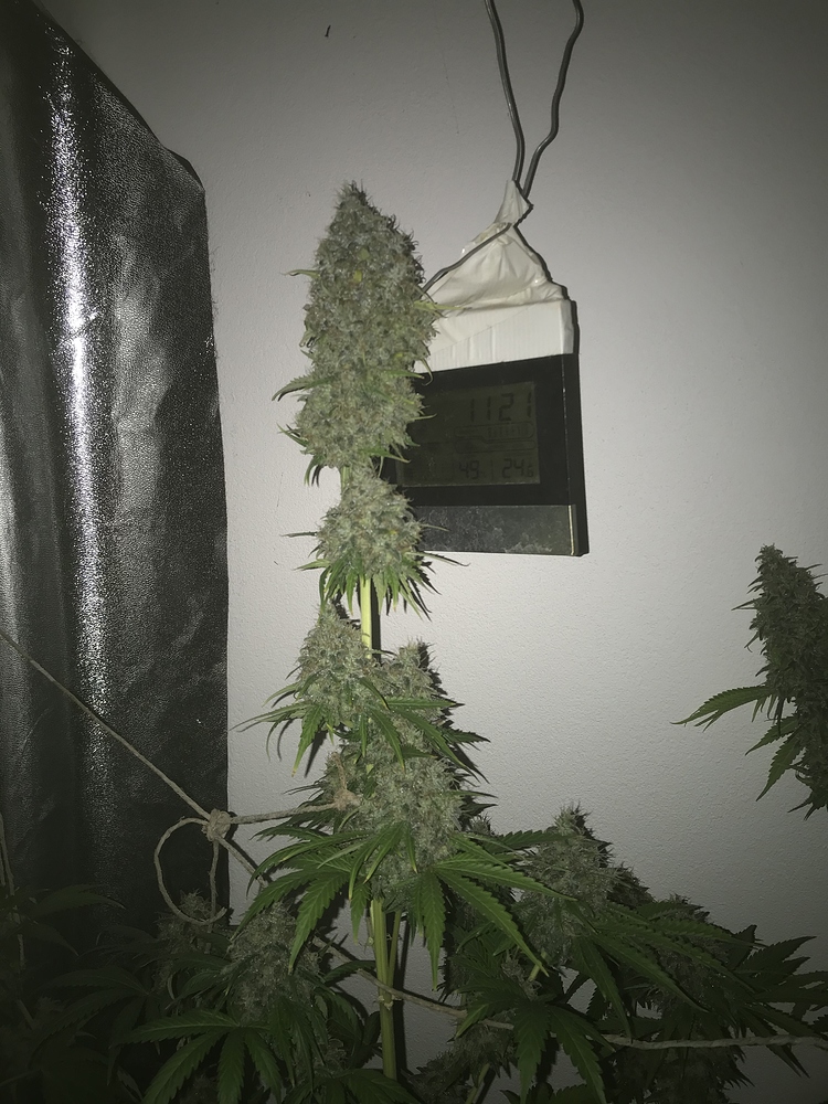 - Beendet - Desconocida Kush, Peyote Purple, regulär.. sowie weitere Sorten