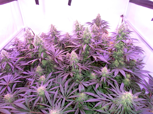 Growreport Bild 1