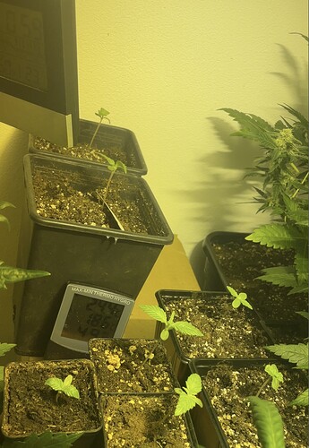Growreport Bild 4