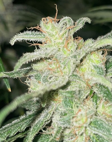 Growreport Bild 4