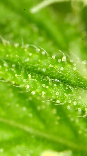 Growreport Bild 40