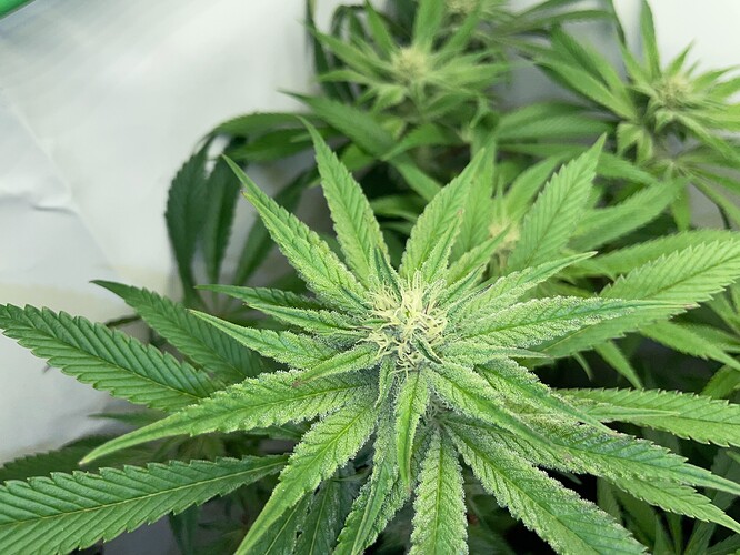 Growreport Bild 6