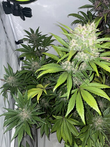 Growreport Bild 3
