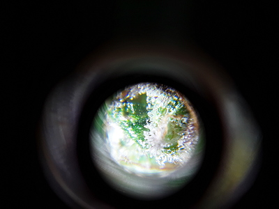 Growreport Bild 4