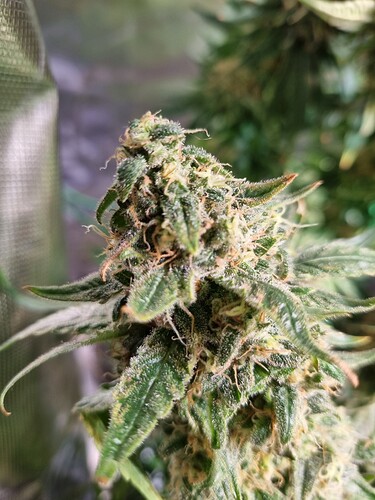 Growreport Bild 37