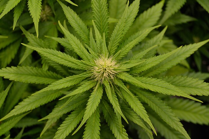 Growreport Bild 9