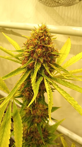 Growreport Bild 2