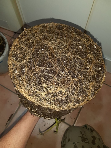 Growreport Bild 19