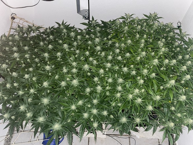 Growreport Bild 8
