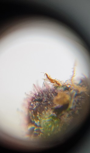 Growreport Bild 2