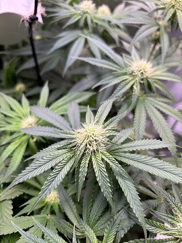 Growreport Bild 14