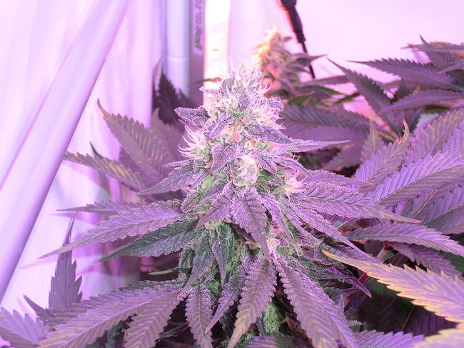 Growreport Bild 5