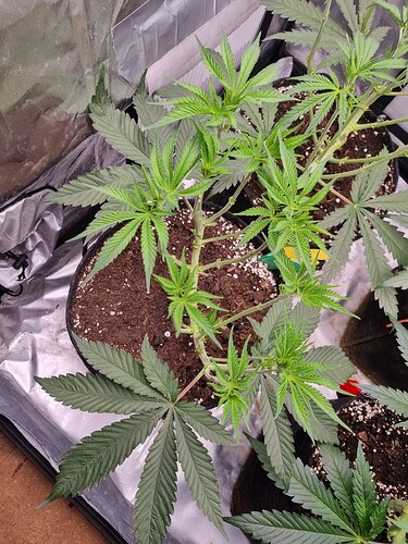 Growreport Bild 15