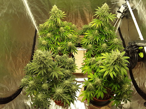 Growreport Bild 9