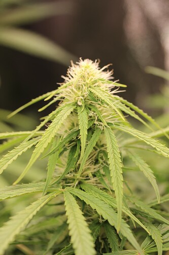 Growreport Bild 2