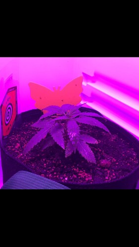 Growreport Bild 12
