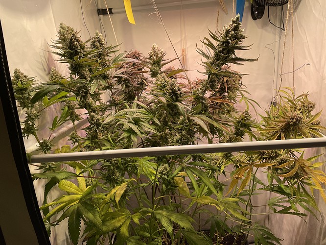 Growreport Bild 2