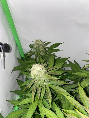 Growreport Bild 7