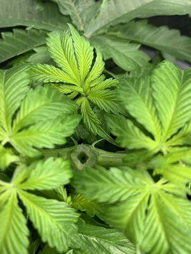 Growreport Bild 1