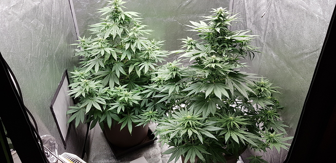 Growreport Bild 4