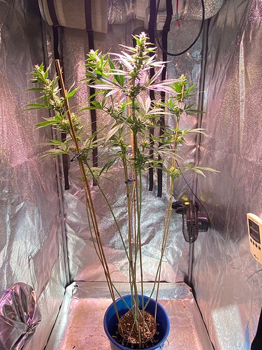 Growreport Bild 2
