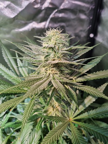 Growreport Bild 7