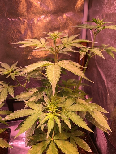 Growreport Bild 19